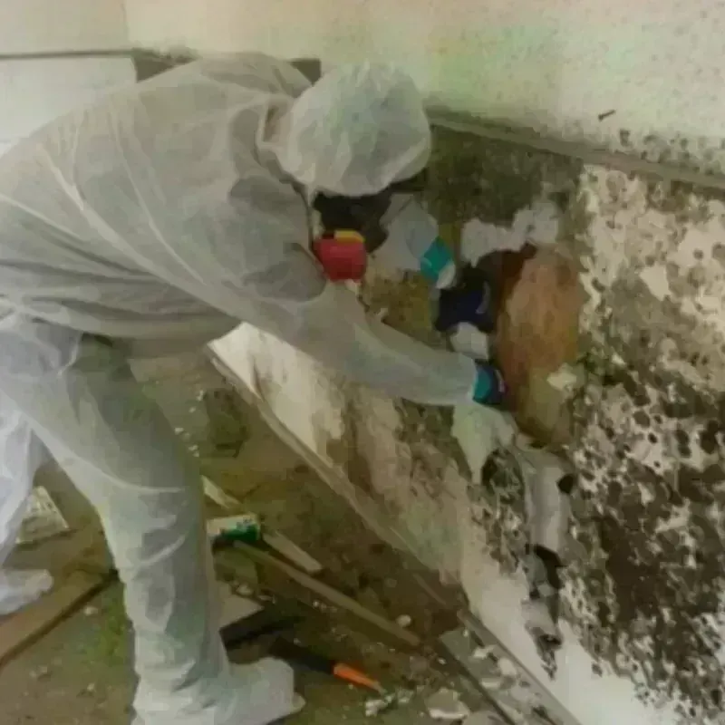 Mold Remediation and Removal in Alexandria, SD